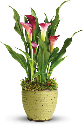 Spring Calla Lily Plant