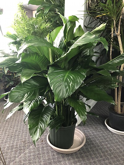Peace Lily- 8&quot;