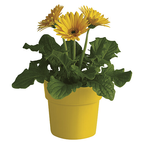 Rainbow Rays Potted Gerbera - Yellow