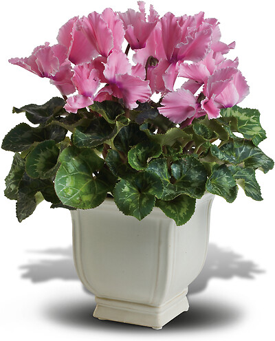 Sunny Cyclamen