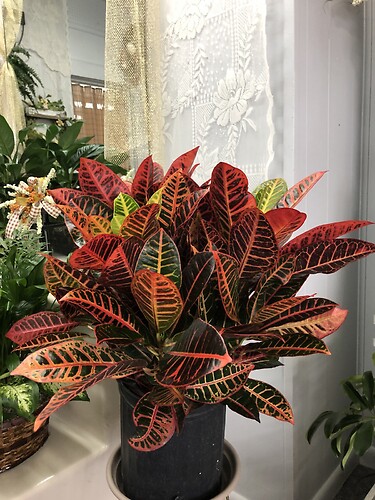 Croton-8&quot;