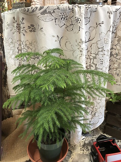 Norfolk Pine- 6&quot;